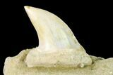 Fossil Mako Shark Tooth On Sandstone - Bakersfield, CA #144434-1